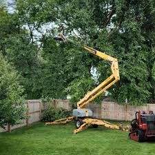 Best Root Management and Removal  in Jefferson, TX