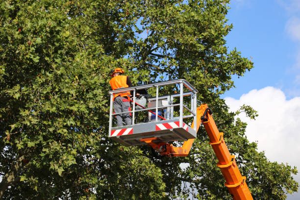 Best Tree Maintenance Programs  in Jefferson, TX
