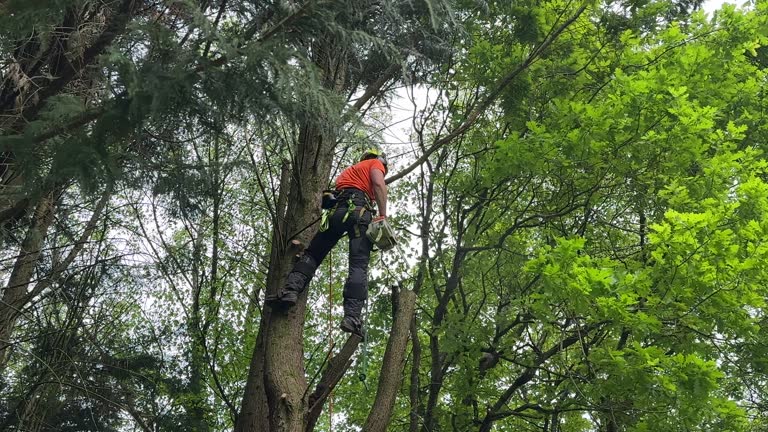 Trusted Jefferson, TX Tree Services Experts