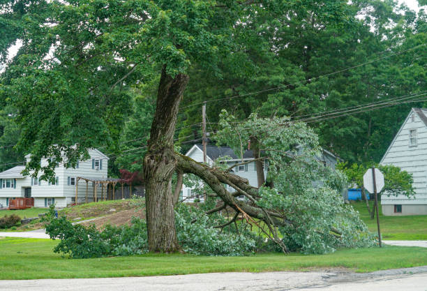 Best Tree and Shrub Care  in Jefferson, TX