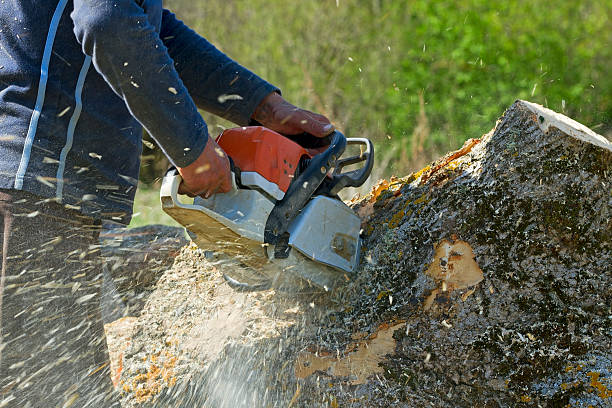 Best Lawn Disease Treatment  in Jefferson, TX