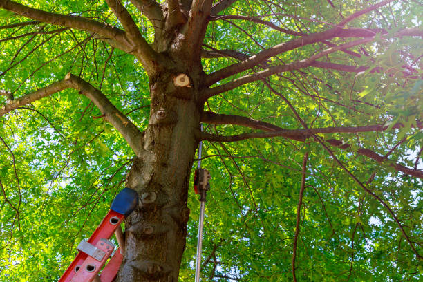 Best Tree Preservation Services  in Jefferson, TX